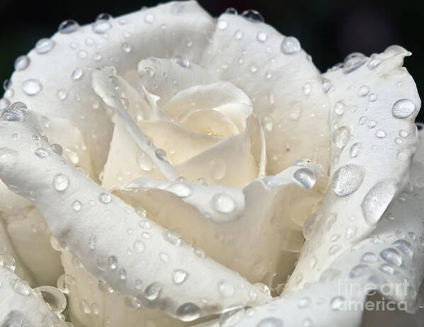 White Art Print featuring the photograph White Rose After The Rain by Eddie Yerkish