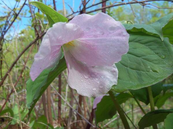 Nature Art Print featuring the photograph White Trillium pink phase by David Pickett