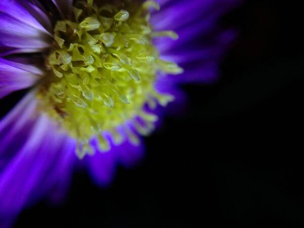 Purple Aster Art Print featuring the photograph Wicked Lovely by Susan Maxwell Schmidt