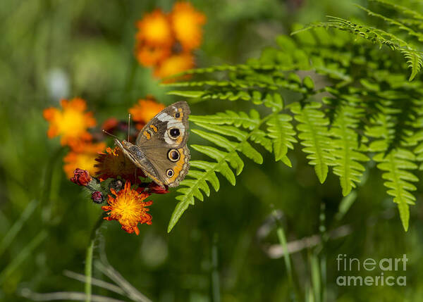 Butterfly Art Print featuring the photograph Wild Buckeye Camouflage by Dan Hefle