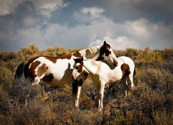 Horses Art Print featuring the photograph Wild Horses Mother and Child by Steve McKinzie