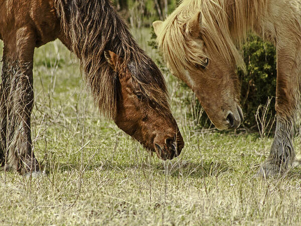 Wild Horses Art Print featuring the photograph Wild Love by Kevin Senter