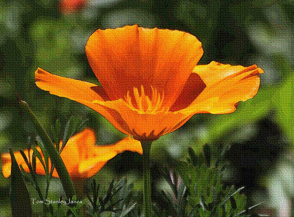 Wild Poppy On The Loose Art Print featuring the photograph Wild Poppy On The Loose by Tom Janca