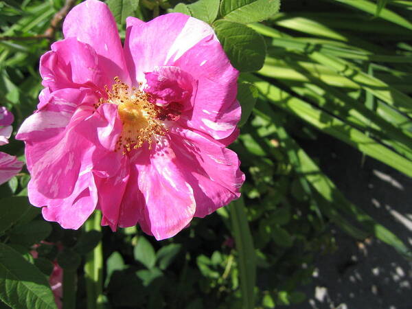 Pink Flower Art Print featuring the photograph Wild Rose by Mary Bedy