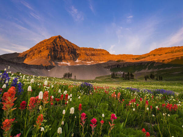 Mount Timpanogos Art Print featuring the photograph Wildflowers in Bloom by Emily Dickey