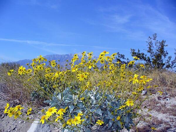 Yellow Art Print featuring the photograph Wildflowers Surround Datura Inoxia by Sherry Killam