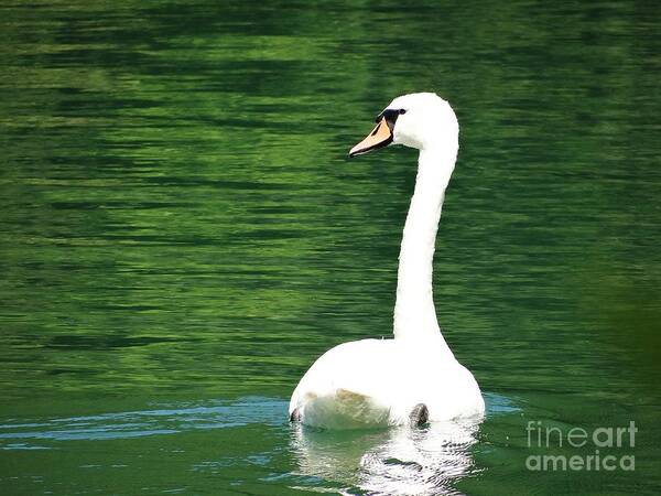 Wildlife Art Print featuring the photograph Wildlife by Karin Ravasio