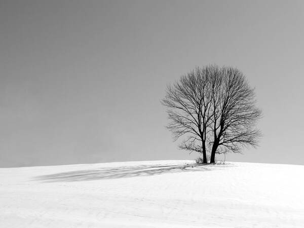 Richard Reeve Art Print featuring the photograph Winter - Snow Trees in Mono by Richard Reeve