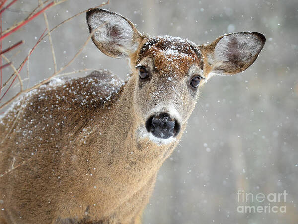 Deer Art Print featuring the photograph Winter Buck by Amy Porter