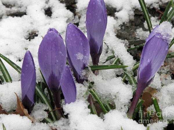 Crocus Art Print featuring the photograph Winter Closing by Louise Peardon