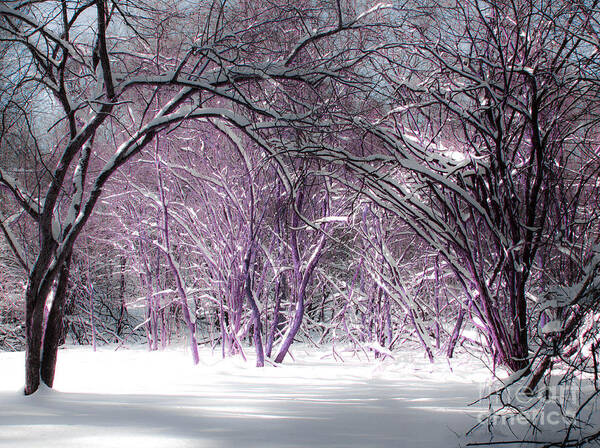 Winter Art Print featuring the photograph Winter Faeries by Barbara McMahon