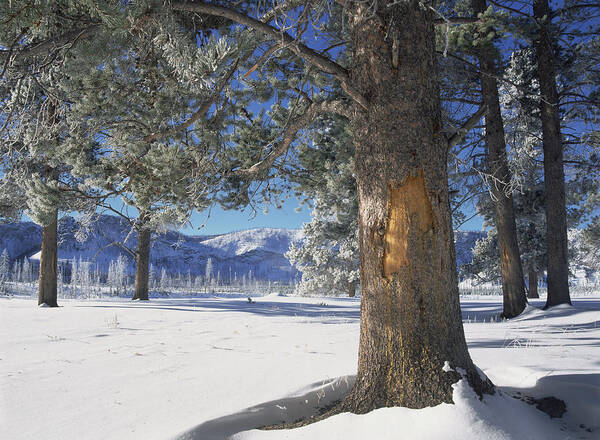 0174291 Art Print featuring the photograph Winter In Yellowstone National Park by Tim Fitzharris