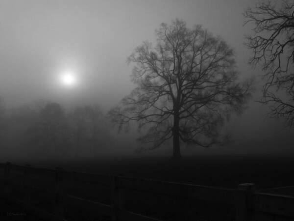 Landscape Art Print featuring the photograph Winter Oak in Fog by Deborah Smith
