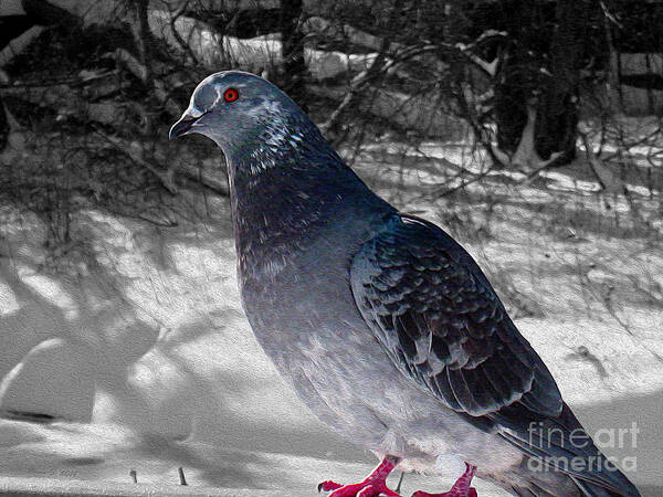 Pigeon Art Print featuring the photograph Winter Pigeon by Nina Silver