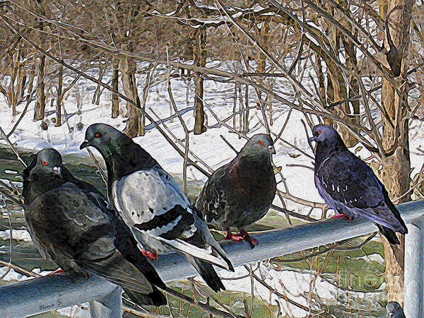 Birds Art Print featuring the photograph Winter Pigeon Party by Nina Silver
