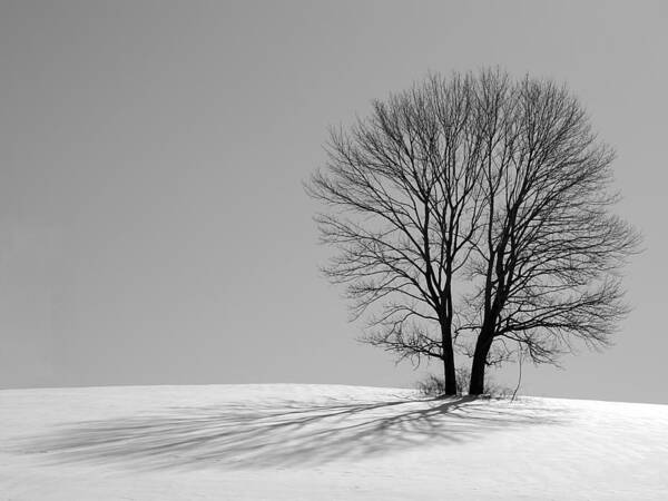 Winter Art Print featuring the photograph Winter - Snow Trees 2 in Mono by Richard Reeve