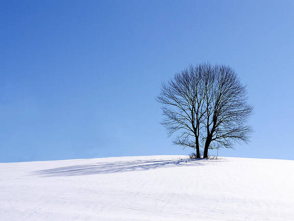 Winter Art Print featuring the photograph Winter - Snow Trees by Richard Reeve