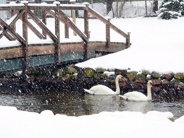 Wildlife Art Print featuring the photograph Winter swans by Janice Drew