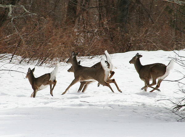 Deer Art Print featuring the photograph White Tailed Deer Winter Travel by Neal Eslinger