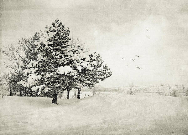Winter Art Print featuring the photograph Winter White by Julie Palencia