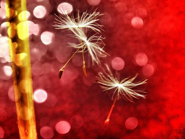 Dandelion Art Print featuring the photograph Wishing for Love by Marianna Mills