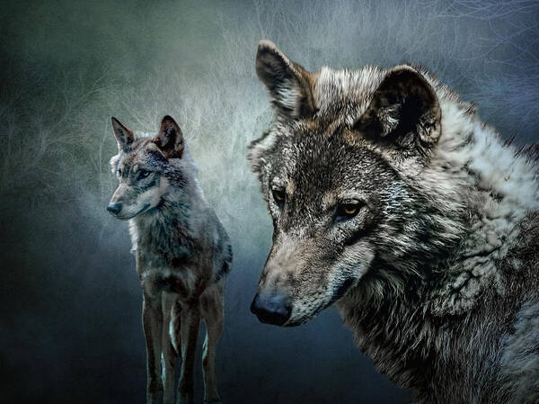  Art Print featuring the photograph Wolves in moonlight by Brian Tarr
