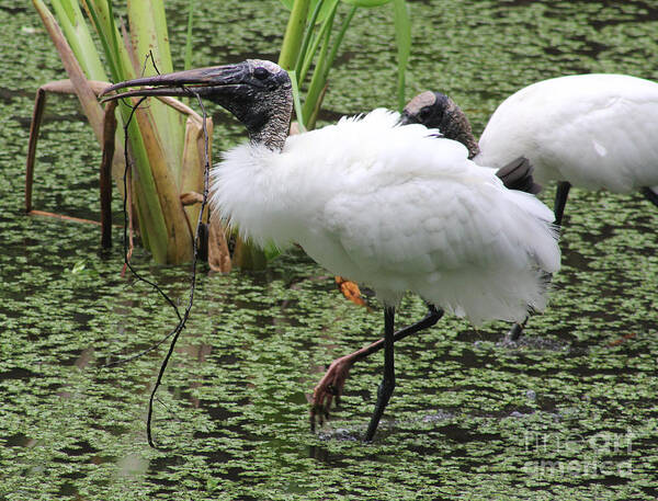 Bird Art Print featuring the photograph Wood Stork by Rosemary Aubut
