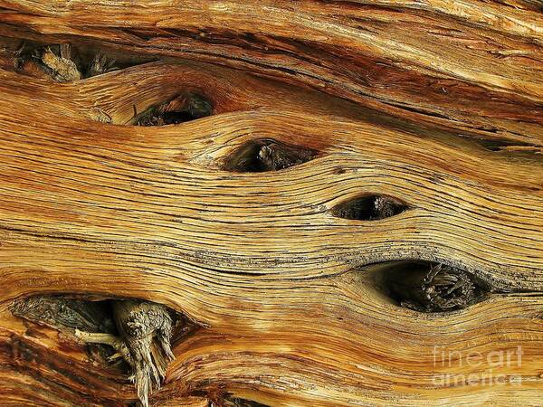 Juniper Wood Art Print featuring the photograph Wooden Eyes by Michele Penner