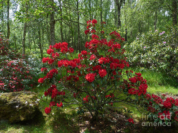 Trees Art Print featuring the photograph Red Azalea by Phil Banks