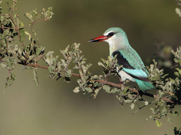 Nis Art Print featuring the photograph Woodland Kingfisher Kruger Np South by Alexander Koenders