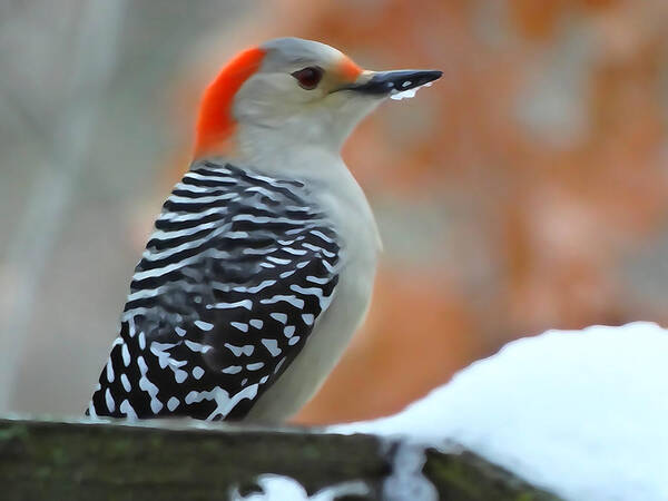 Birds Art Print featuring the photograph Woodpecker in Winter by David T Wilkinson