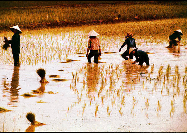 Asia Art Print featuring the photograph Working in Rice Patties by John Warren
