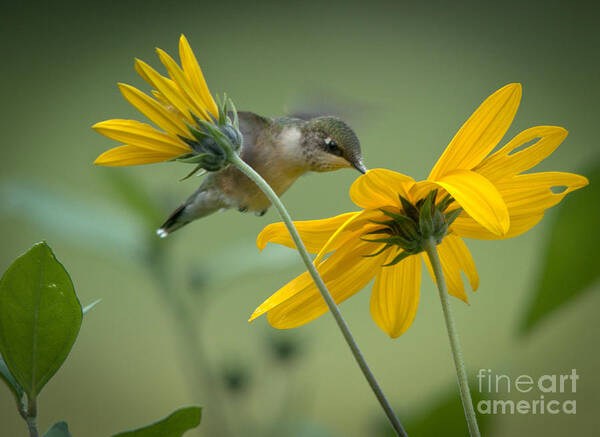 Ruby-throated Hummingbird Art Print featuring the photograph Yellow and Green by Cheryl Baxter