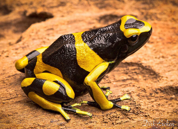 Yellow Poison Frog Art Print featuring the photograph Yellow Banded Poison Arrow Frog by Dirk Ercken