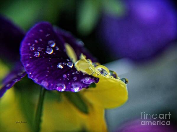 Pansy Art Print featuring the photograph Yellow droplet by Yumi Johnson