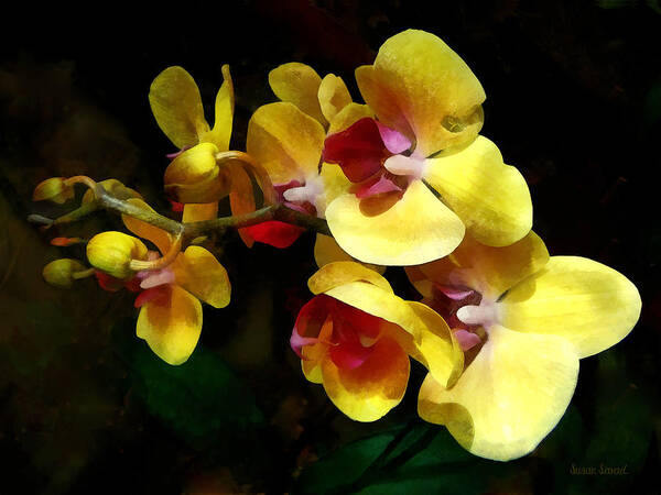 Orchid Art Print featuring the photograph Yellow Orchids Shadow and Light by Susan Savad