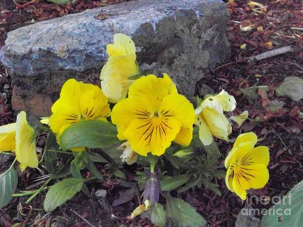 Flowers Art Print featuring the photograph Yellow Pansies by Charles Robinson