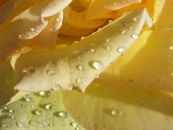 Rose Art Print featuring the photograph Yellow Rose Raindrops by Diannah Lynch