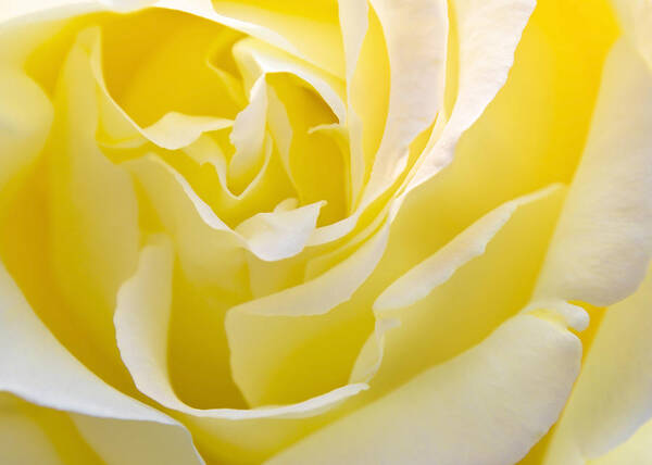 Rose Art Print featuring the photograph Yellow Rose by Svetlana Sewell