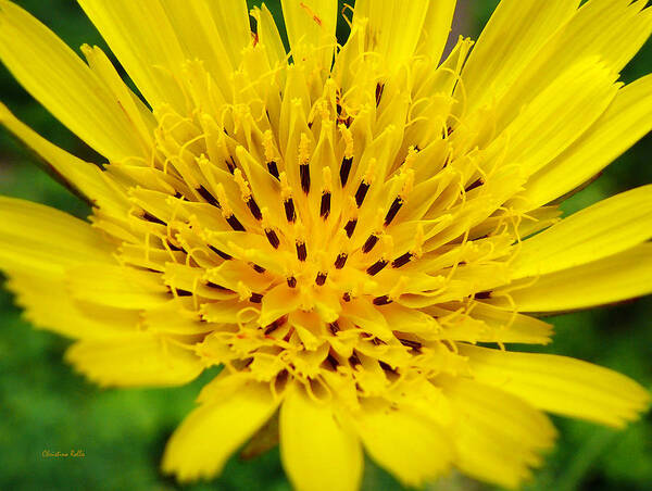 Flowers Art Print featuring the photograph Yellow Salsify Flower by Christina Rollo