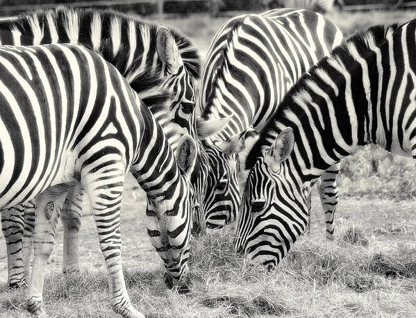 Zebra Art Print featuring the photograph Zebra Dinner Time  by Raymond Earley