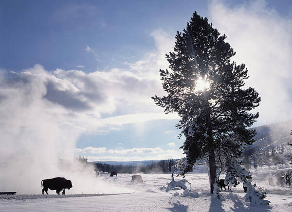 00174315 Art Print featuring the photograph American Bison In Winter Yellowstone #1 by Tim Fitzharris