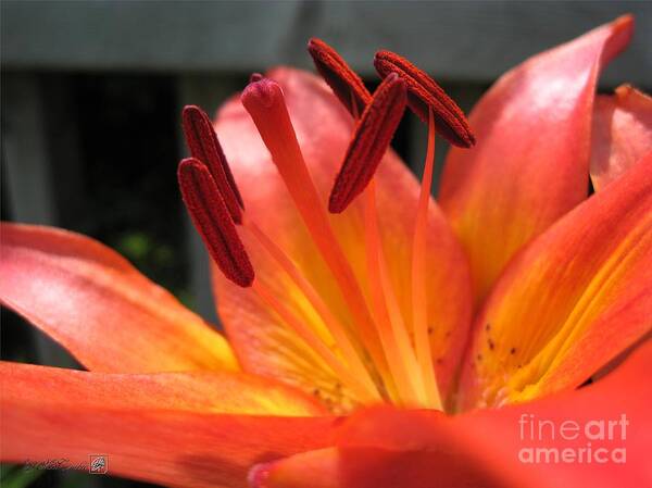 Asiatic Lily Art Print featuring the photograph Asiatic Lily named Gran Paradiso #1 by J McCombie