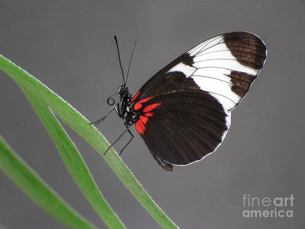 Butterfly Art Print featuring the photograph Butterfly #1 by Tam Ryan