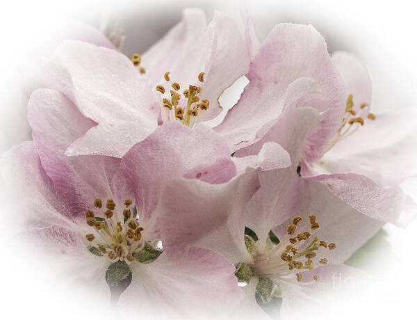 Flowers Art Print featuring the photograph Crab Apple Blossoms #1 by David Waldrop
