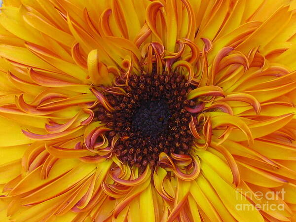 Flower Art Print featuring the photograph Frazzled by Tina Marie