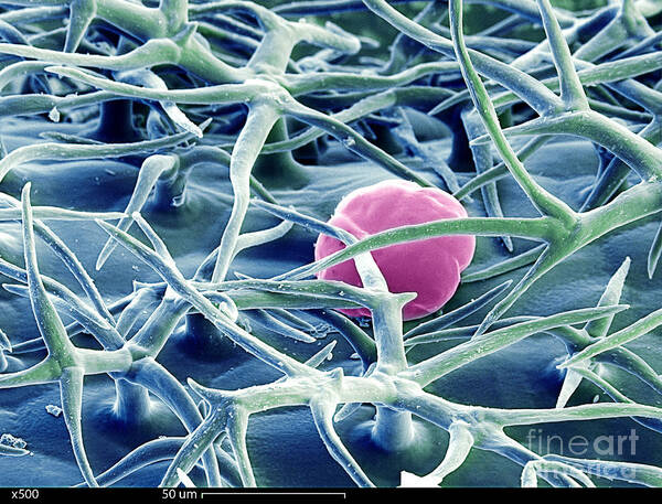 Scanning Electron Micrograph Art Print featuring the photograph Lavender Leaf #1 by Ted Kinsman