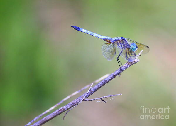Dragonfly Art Print featuring the photograph Living on the Edge #1 by Carol Groenen