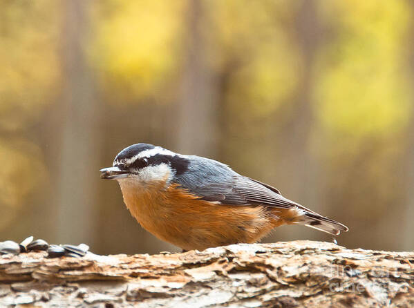 Red-breasted Nuthatch Art Print featuring the photograph Nuthatch #1 by Cheryl Baxter