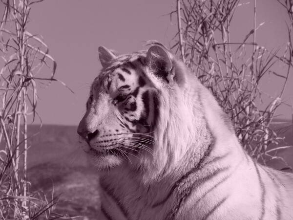 White Tiger Art Print featuring the photograph Perfect Profile #1 by Kim Galluzzo